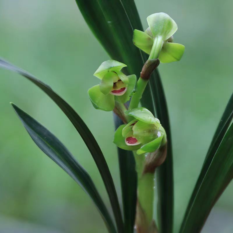 春兰荷瓣小精灵玉玲珑花期冬季带花苞绿植盆栽花卉种植