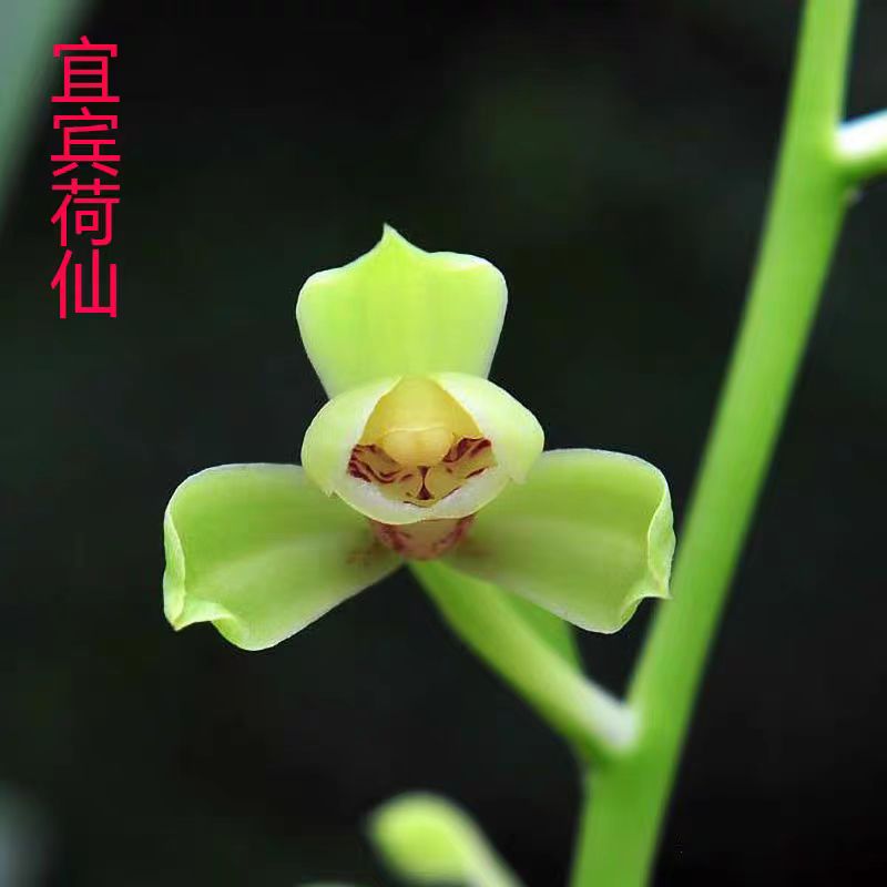 建兰荷型水仙宜宾荷仙 现带浓香花苞出售室内花卉盆栽