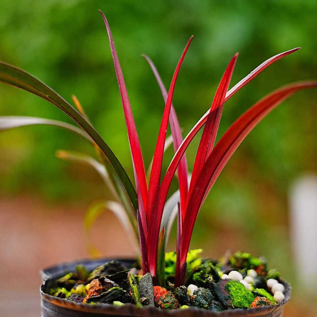 兰花苗寒兰红草赏叶型植物盆栽简单易养活