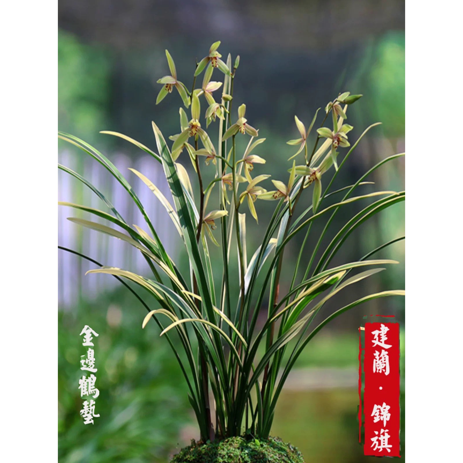 四季建兰锦旗叶带金边锦鹤开花浓香室内花卉绿植物盆栽