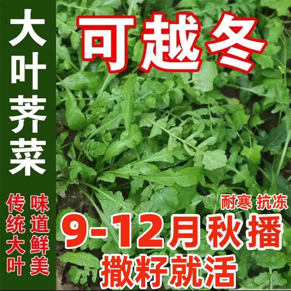 【5包仅1块】可越冬大叶荠菜种子香荠菜野生荠荠菜季莱野荠菜阳台