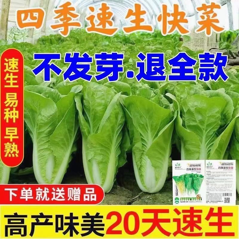 【5包仅1块】快菜种子20天成熟抗病耐热耐湿四季蔬菜种子速生高产