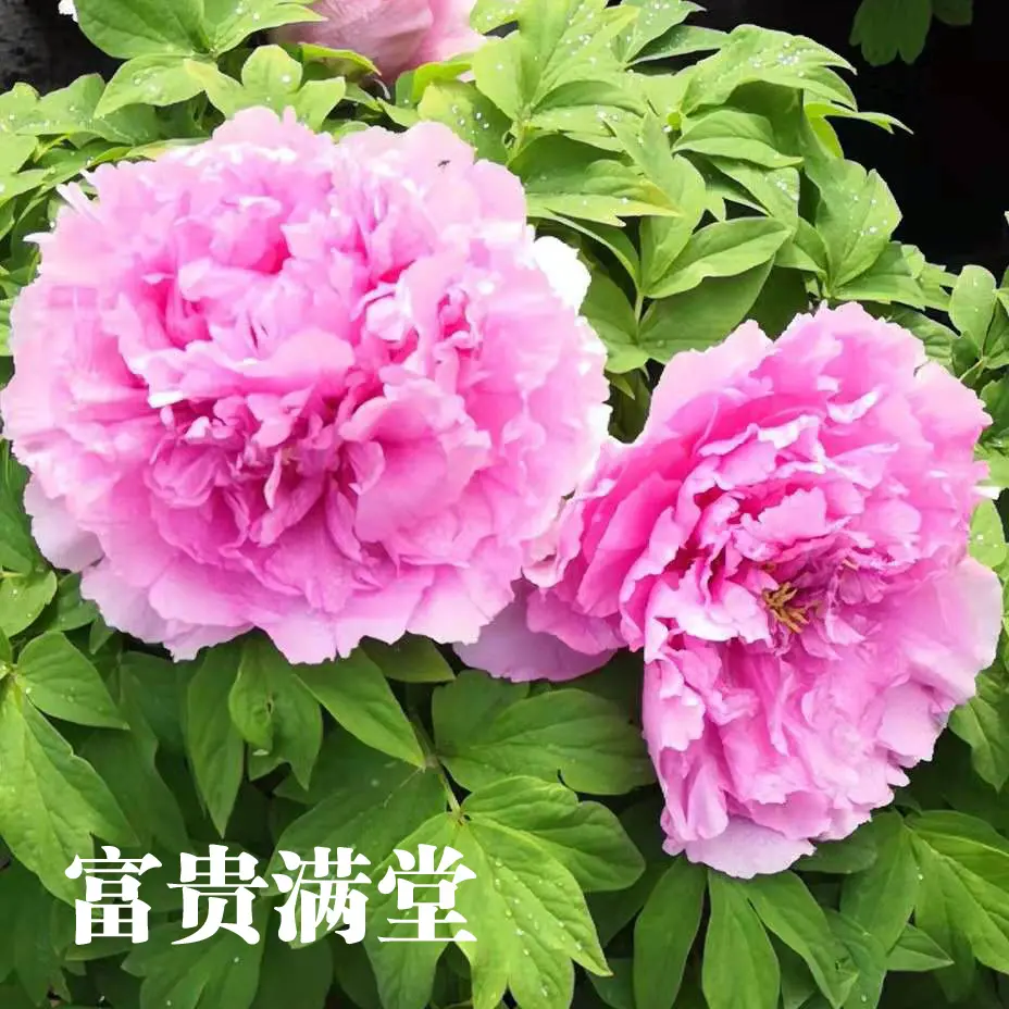 【富贵满堂】重瓣牡丹庭院阳台地栽盆栽耐寒观赏木本趣味春季