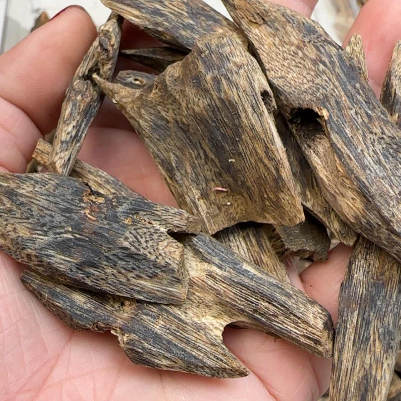 【闪购商品】50克海南西瓜叶