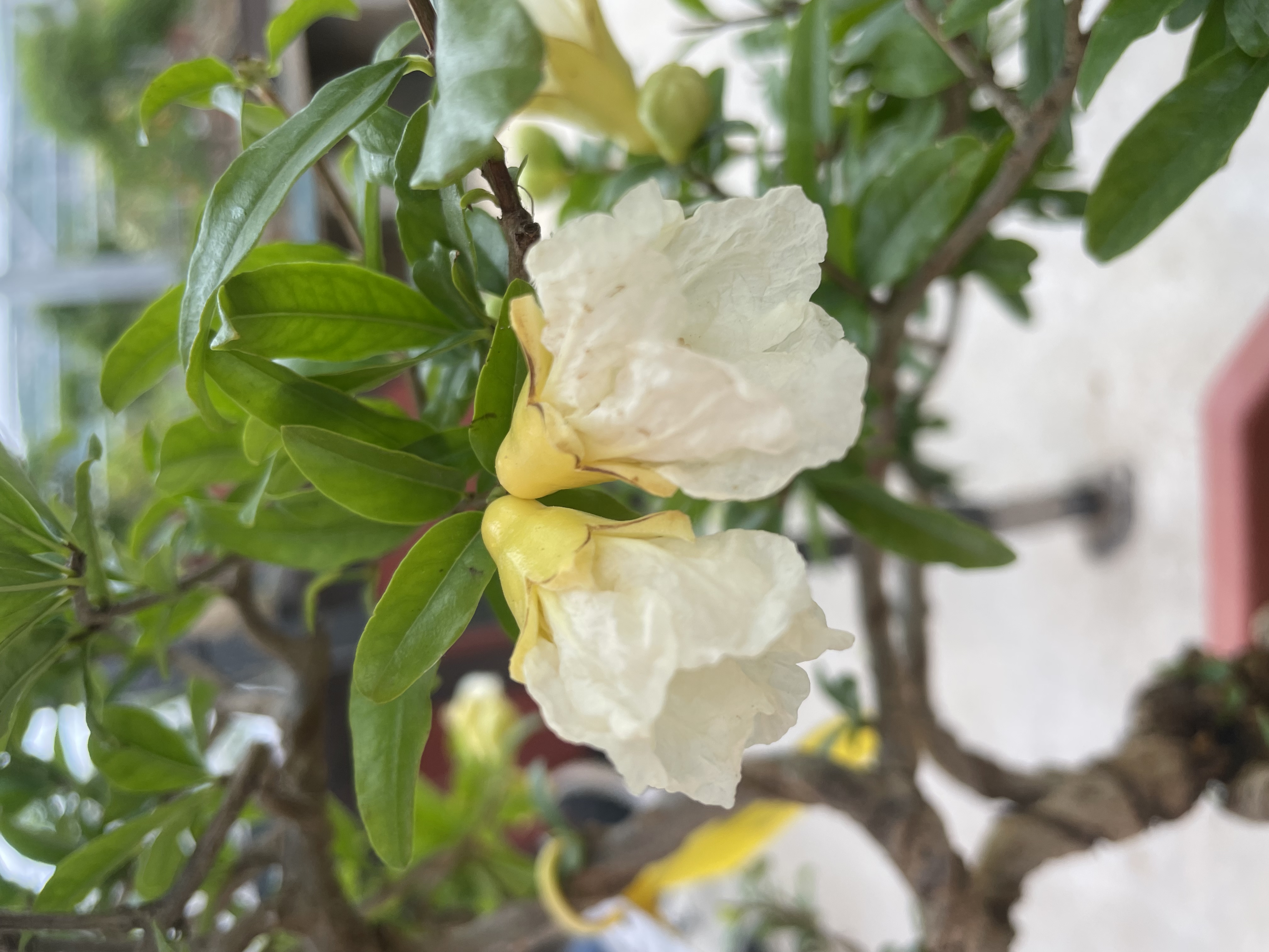 枣庄峄城白玉石榴盆景