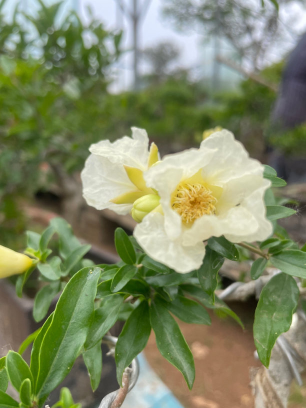 精品老桩白玉石榴盆景
