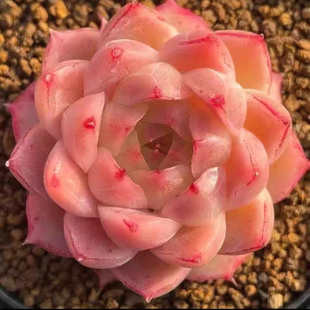 贵货精品多肉一整盒（1-30）