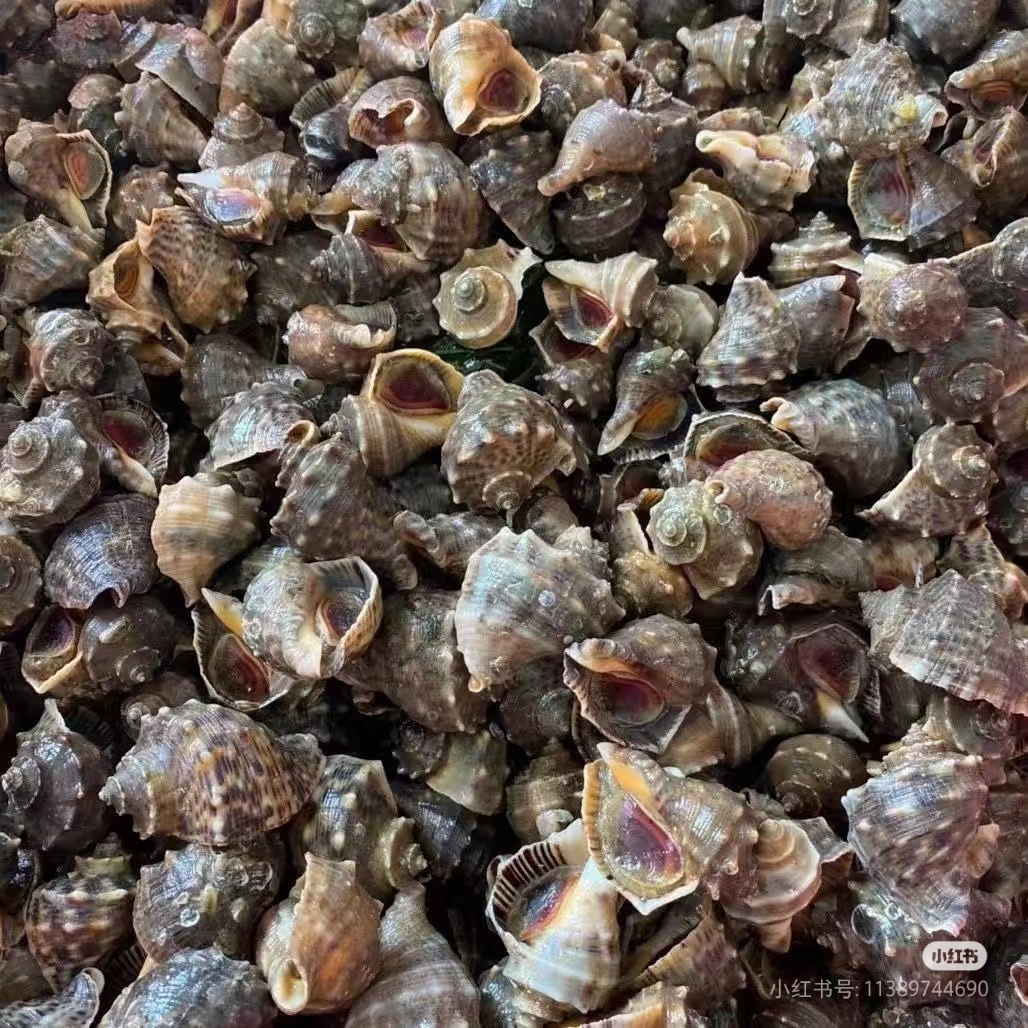 小海螺一只1.5-2两，一份2.5斤可加工，大同人比较常吃的一种小海螺，肉质肥嫩鲜美，口感爽滑，还有很多药用价值。