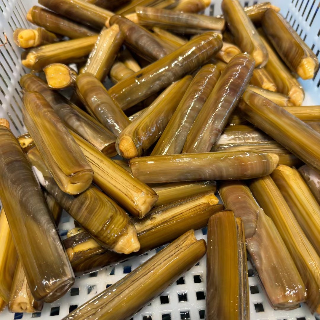 大个蛏子1.5斤（可加工多重口味）鲜嫩多汁麻辣味儿直击灵魂让人流连忘返