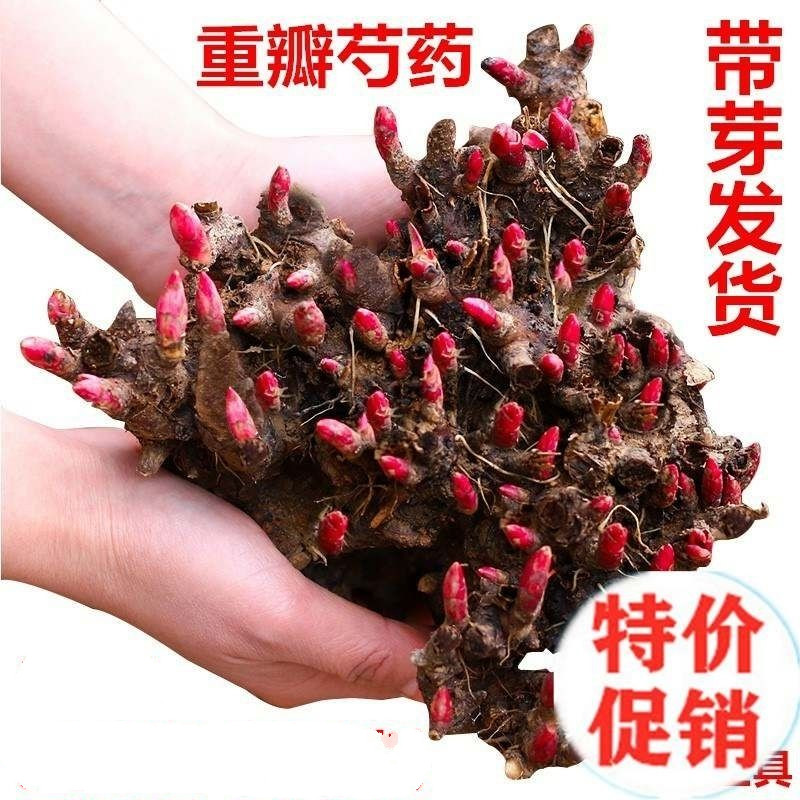 【拍一发三】重瓣芍药大根块浓香花卉正宗观赏芍药牡丹四季开花耐