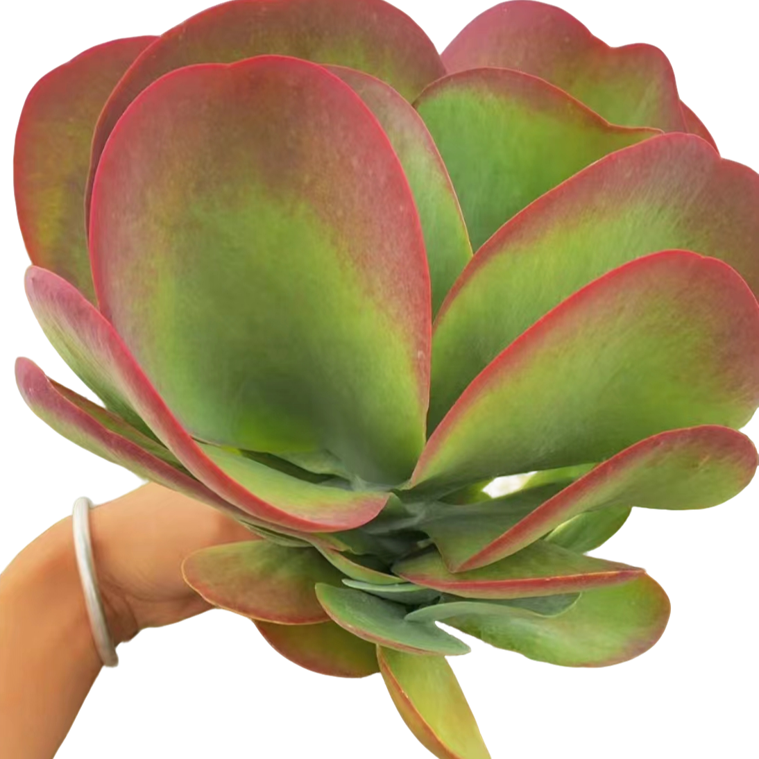 地栽唐印20公分左右  耐热多肉植物云南昆明发货        