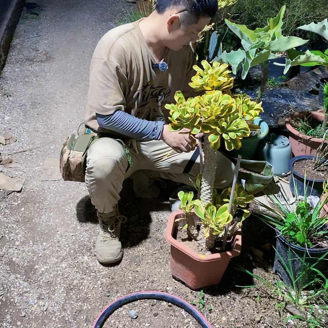 扇贝麒麟高度65公分左右