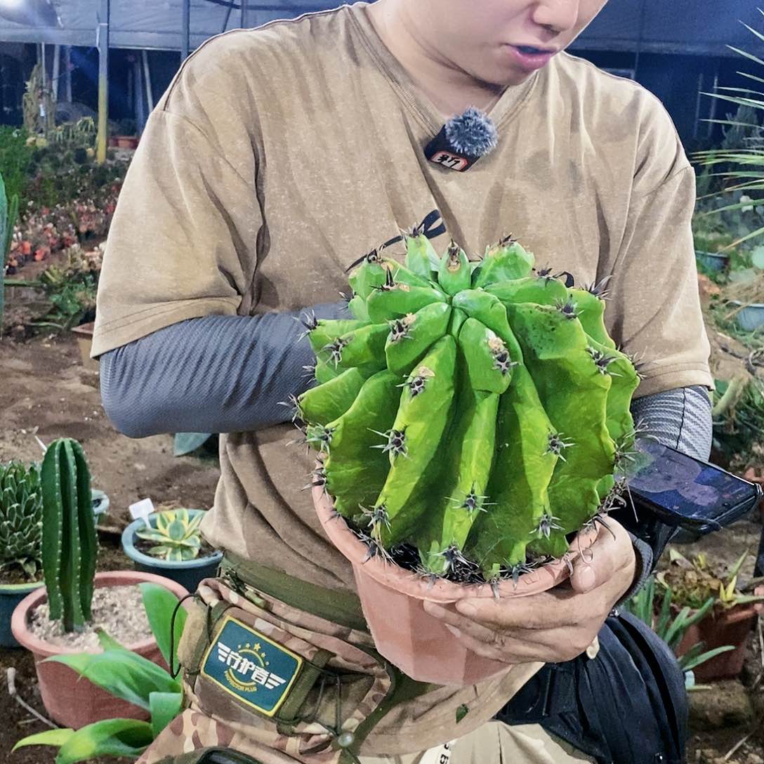 龟甲巨鹫玉冠幅25公分左右
