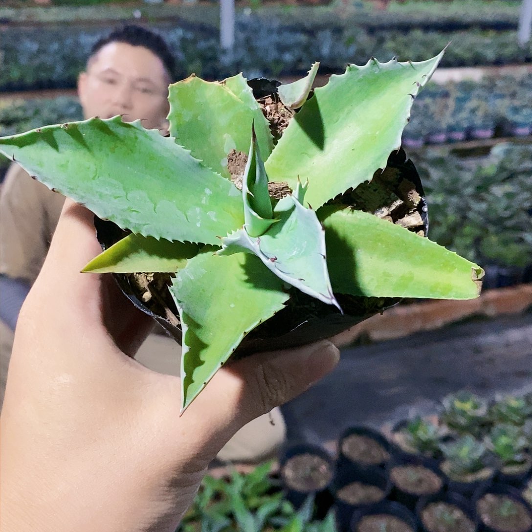 鲸鱼舌冠幅15公分左右