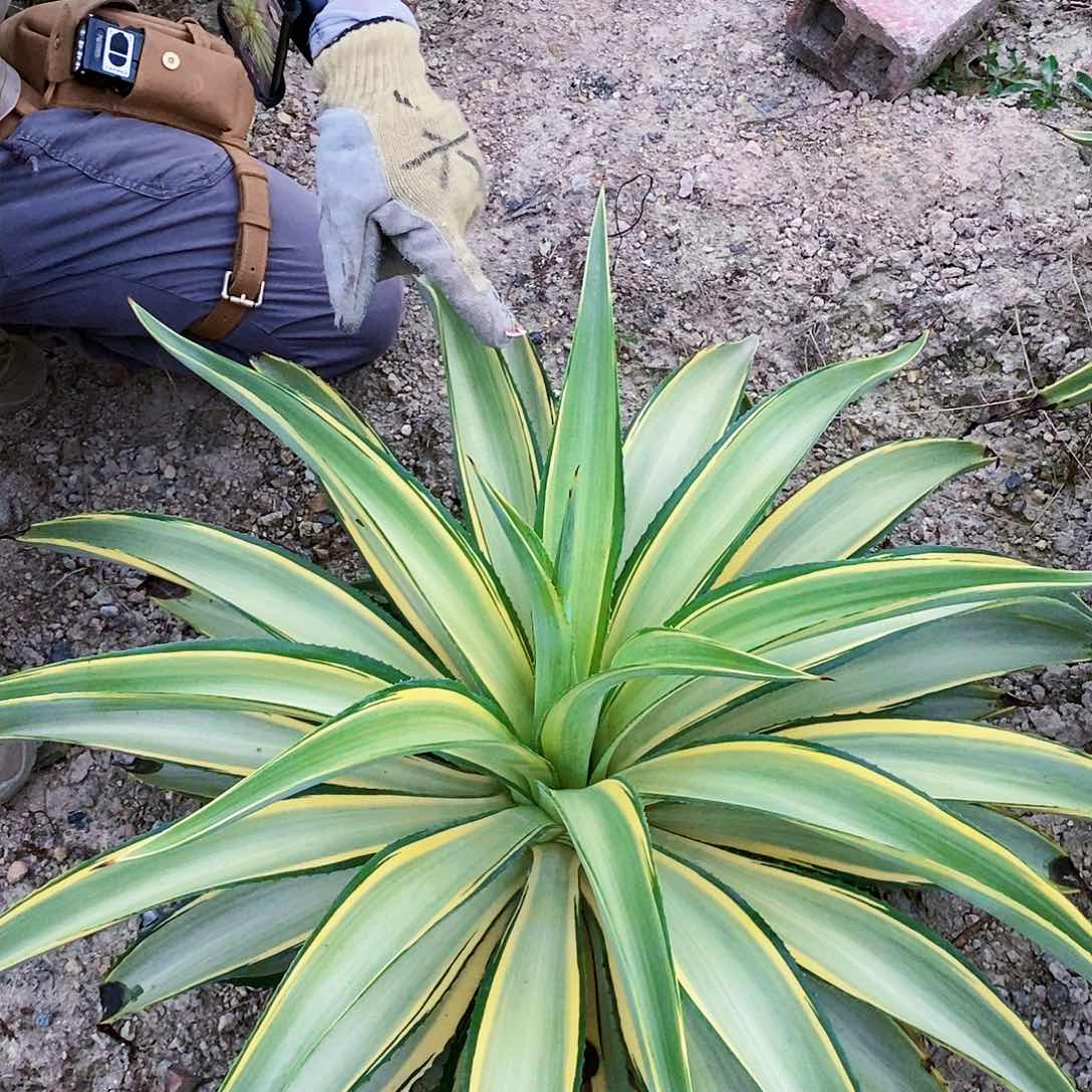 鹦鹉嘴冠幅80厘米左右
