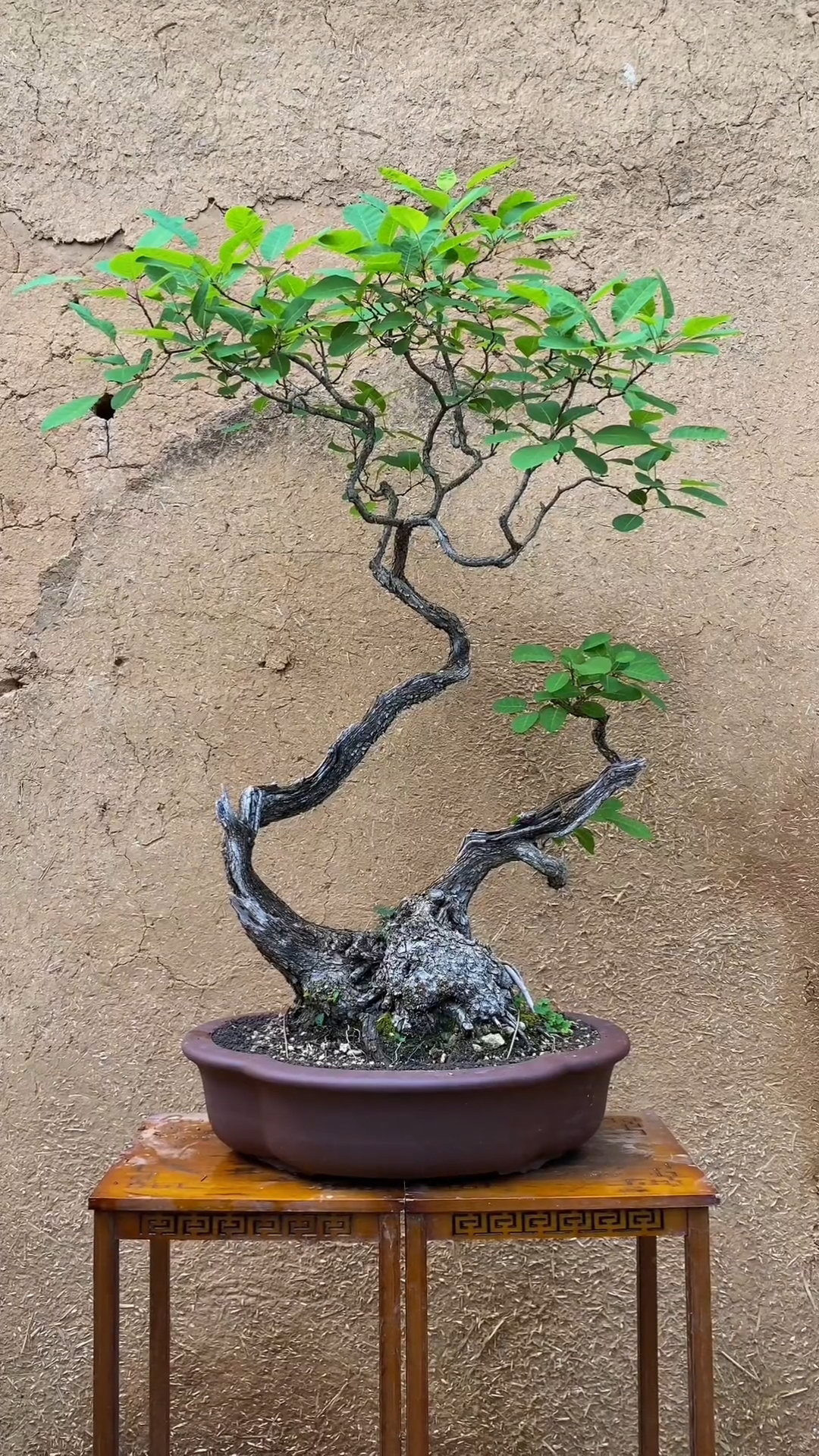 黄芦，盆景素材，直播间一物一拍，不包邮老桩
