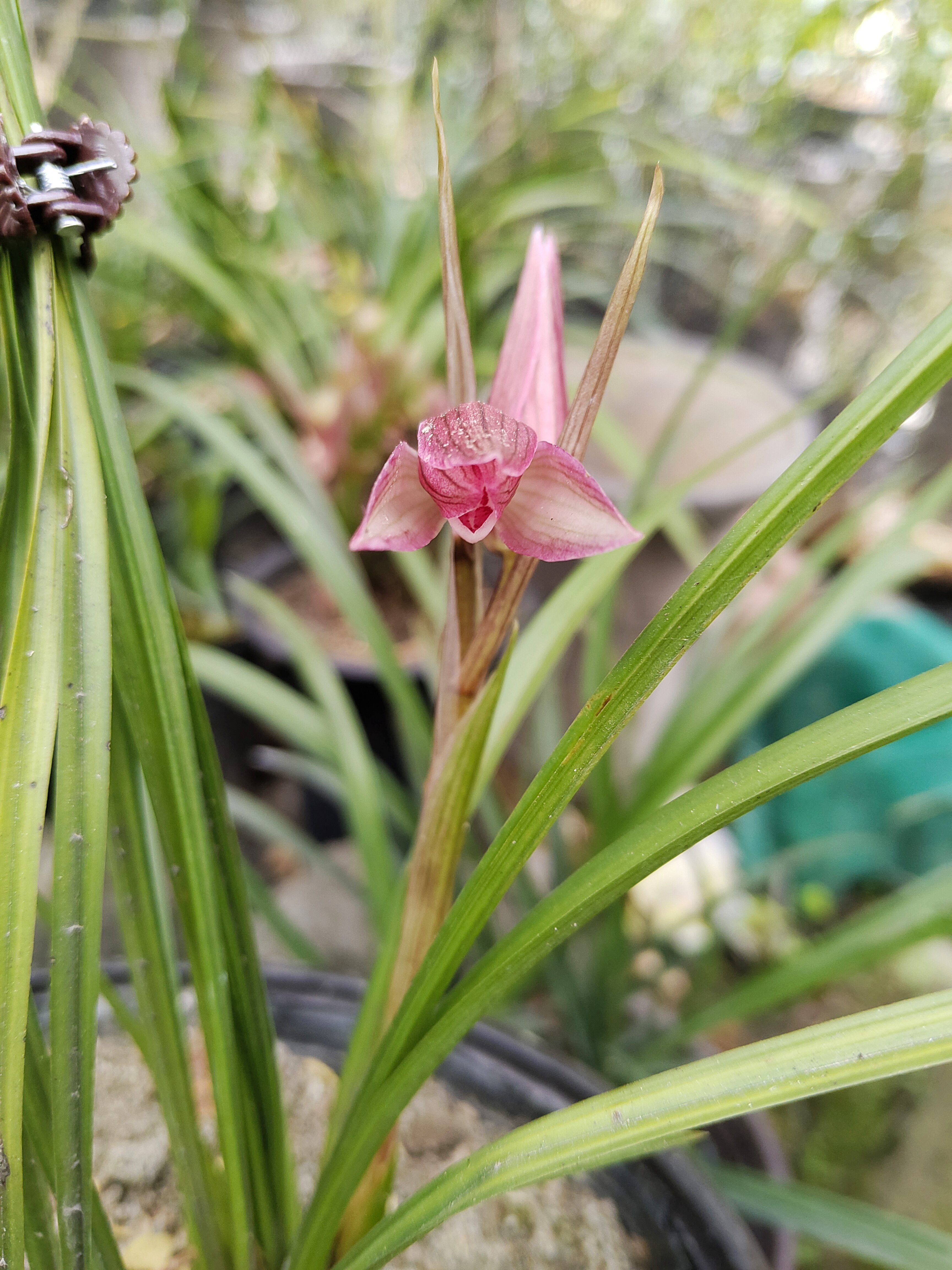 春剑资源色花红花黄花瓣型花，大田选育