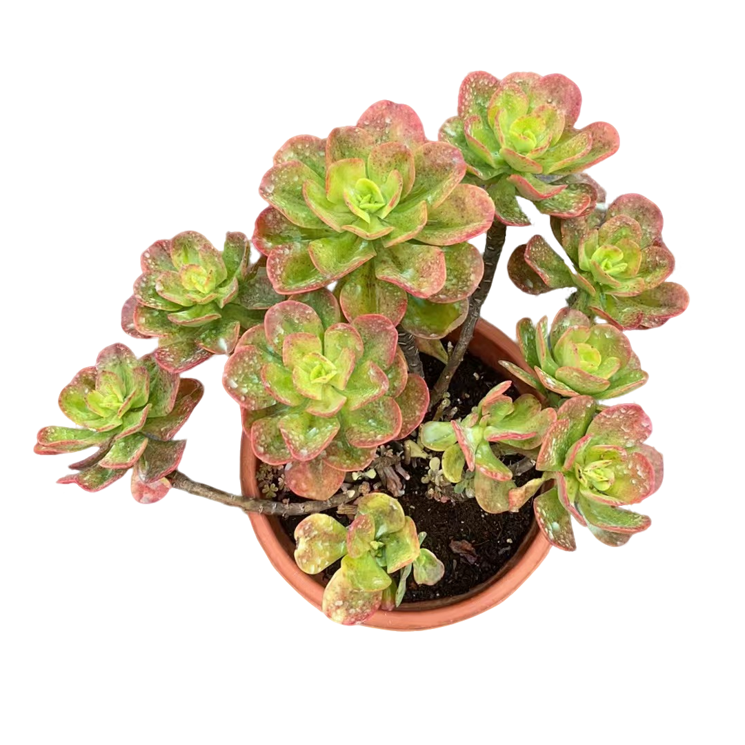 精品多肉【大冠幅红梅】新手家庭空气净化植物