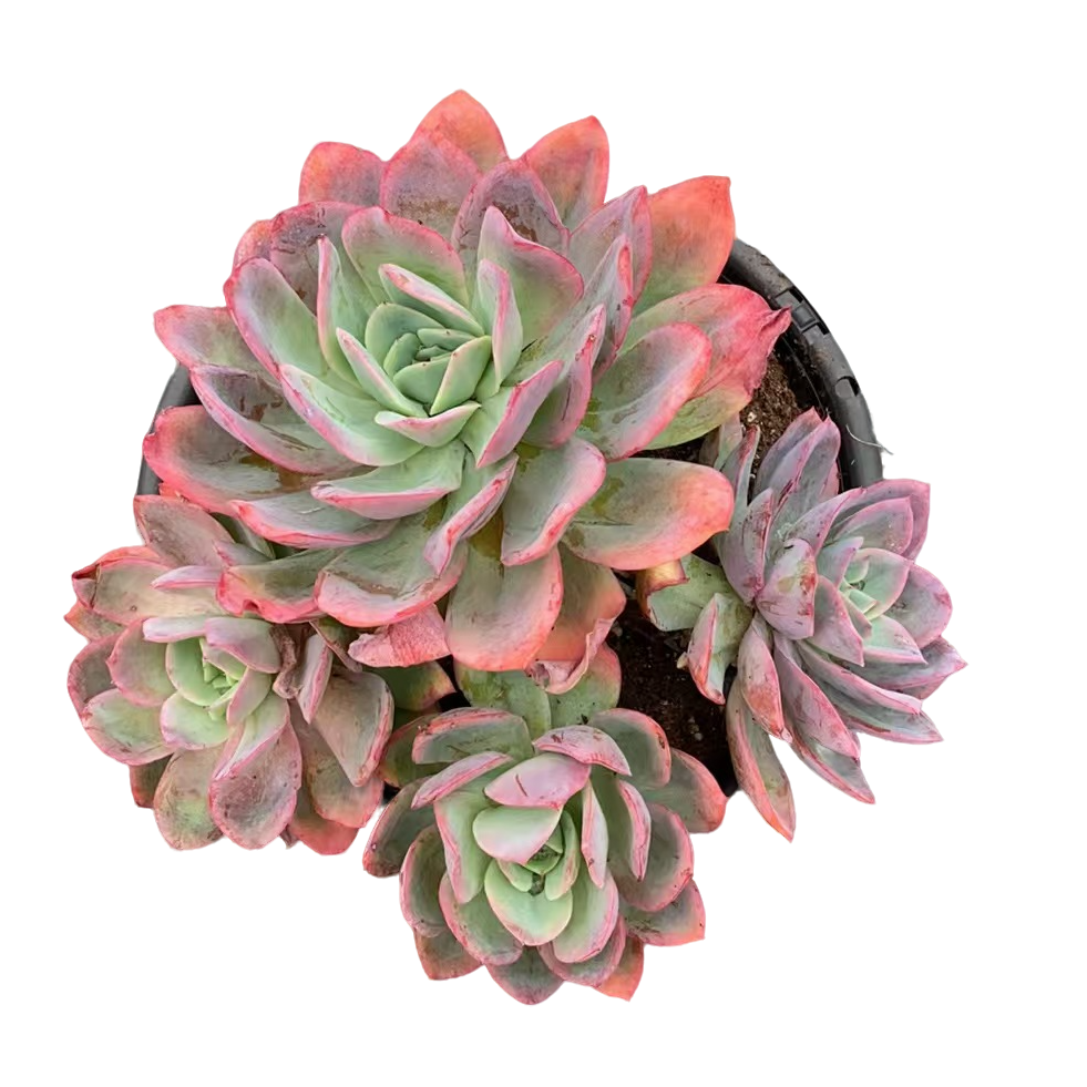 精品多肉【绮罗仙子】新手家庭空气净化植物