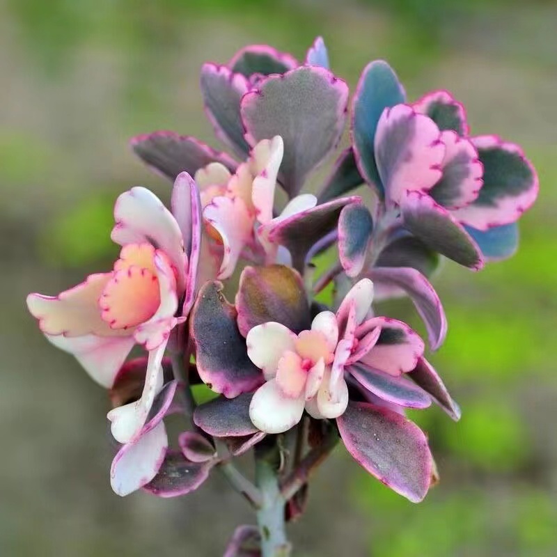 蝴蝶之舞多肉植物玉吊钟室内防辐射花卉绿植小盆栽多头老桩不死鸟