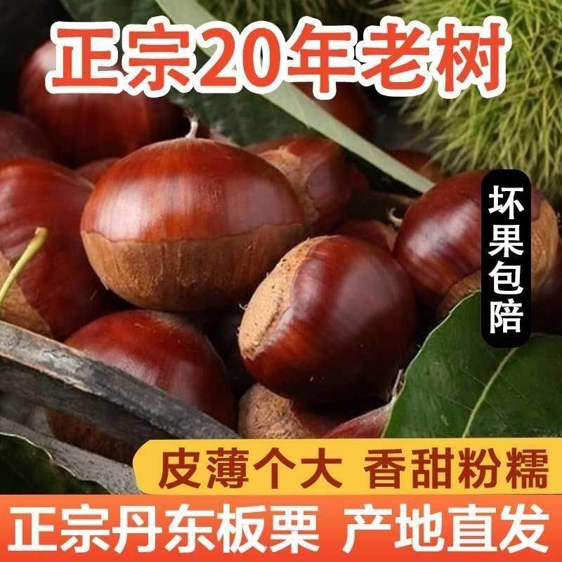 【青青】丹东新鲜板栗生栗子当季现摘带壳红正宗剥皮香甜香糯