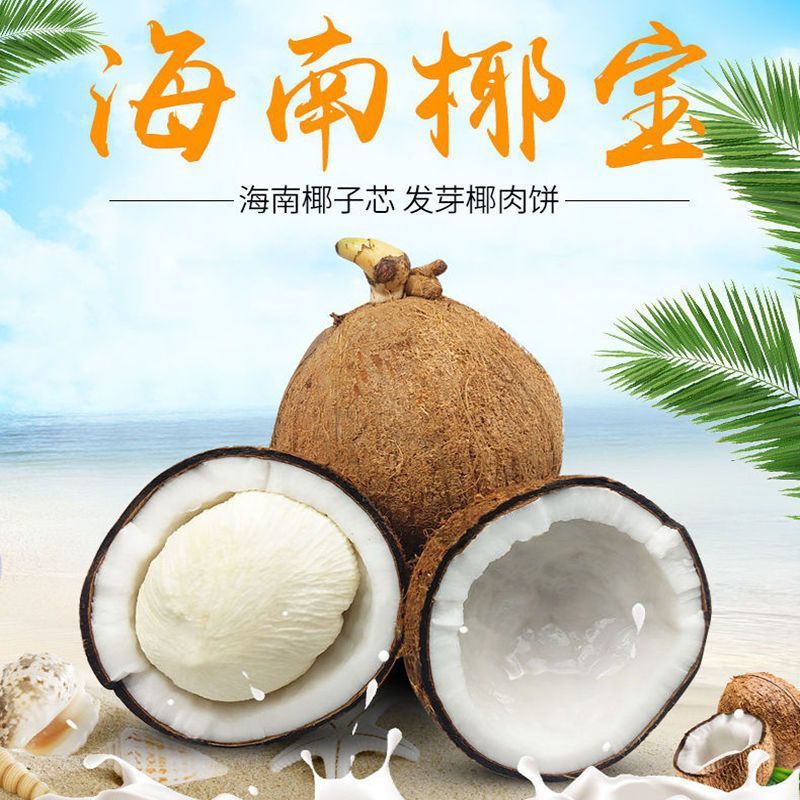 【青青】海南椰宝网红椰宝即食新鲜水果老椰子发芽椰子饼椰肉煲汤椰