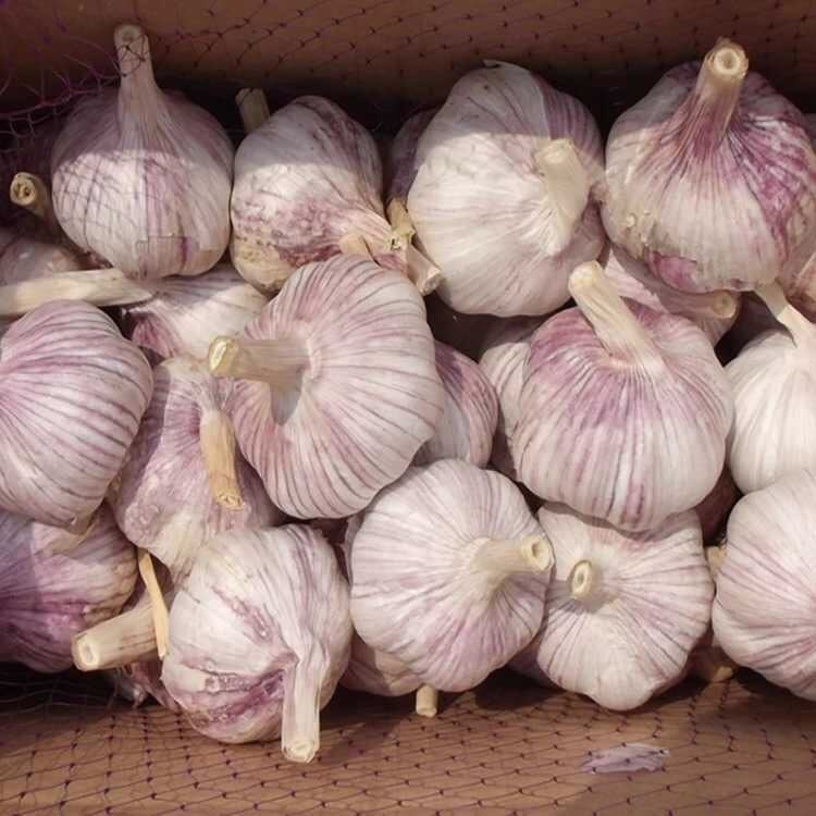【青青】23年新干蒜大蒜头干蒜紫白皮大蒜大蒜头干蒜紫白皮大蒜
