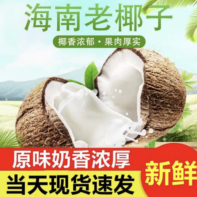 【青青】海南老椰子当季新鲜椰子毛椰孕妇榨椰汁椰肉煲汤去皮椰青椰