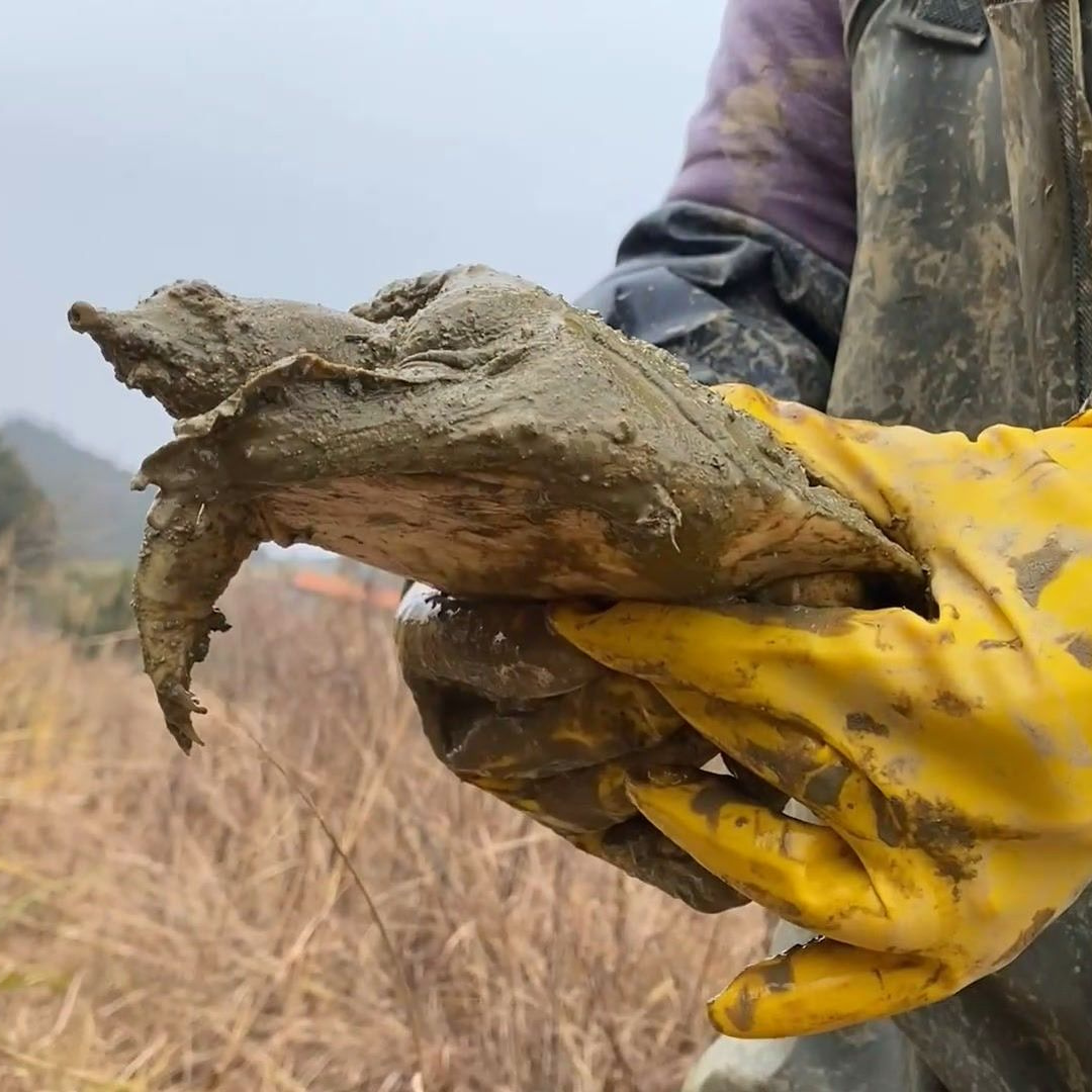 上海河道原生态甲鱼包窝一次购买3个以上超划算顺丰包邮口感细腻
