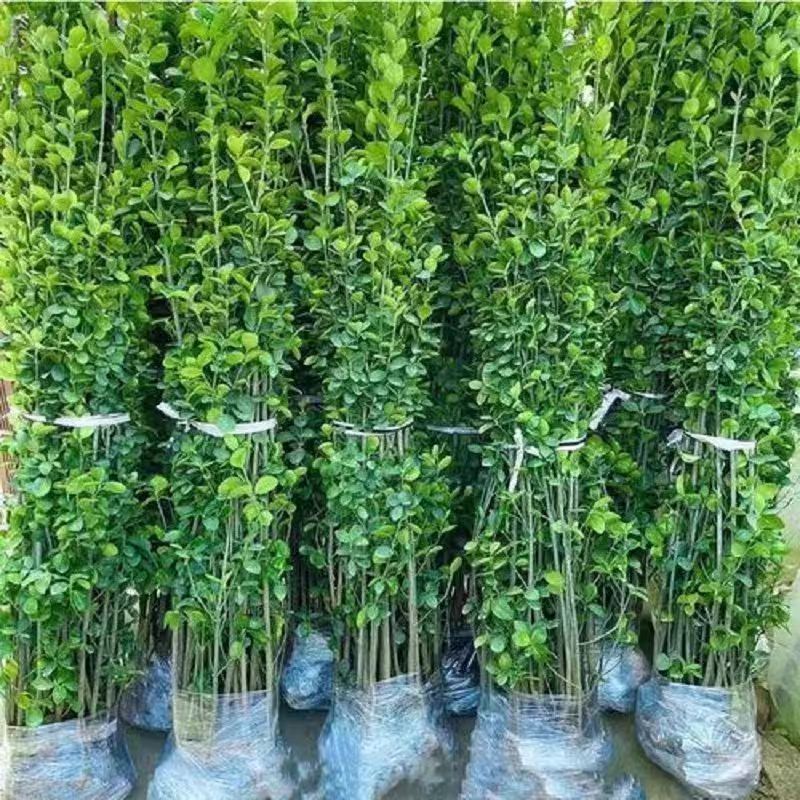 北海道万年青黄杨一物一拍围墙篱笆植物黄杨树日本绿植