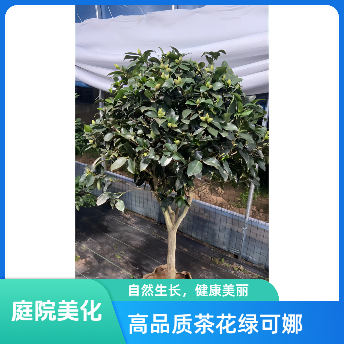 茶花茶花名贵品种绿可娜室内外庭院盆栽地栽带花苞多年老苗易养