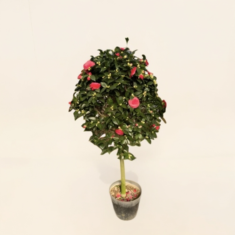 茶花一物一拍特别链接