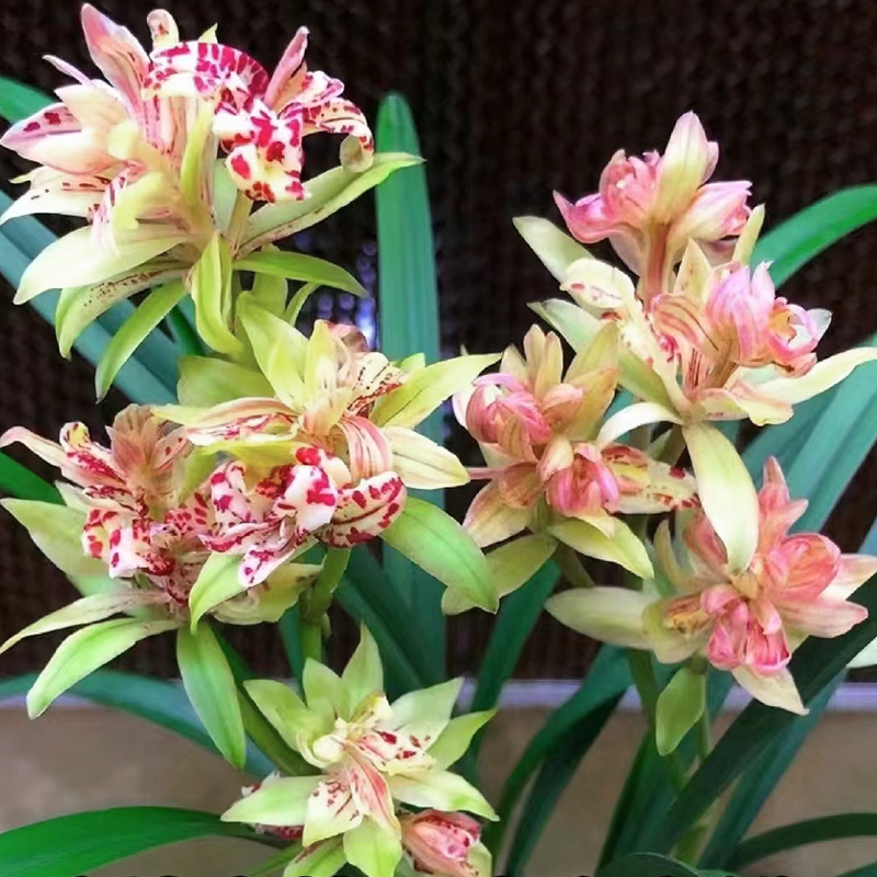 建兰铭品【富山奇蝶】奇花浓香型盆栽绿植花卉室内好养易活