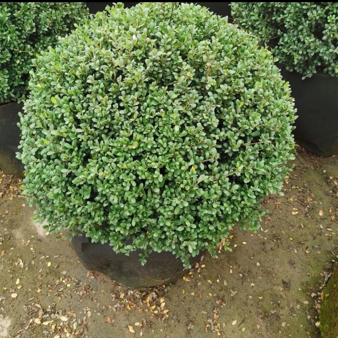 龟甲冬青四季常青室外庭院别墅绿化工程苗木名贵风景室外植物