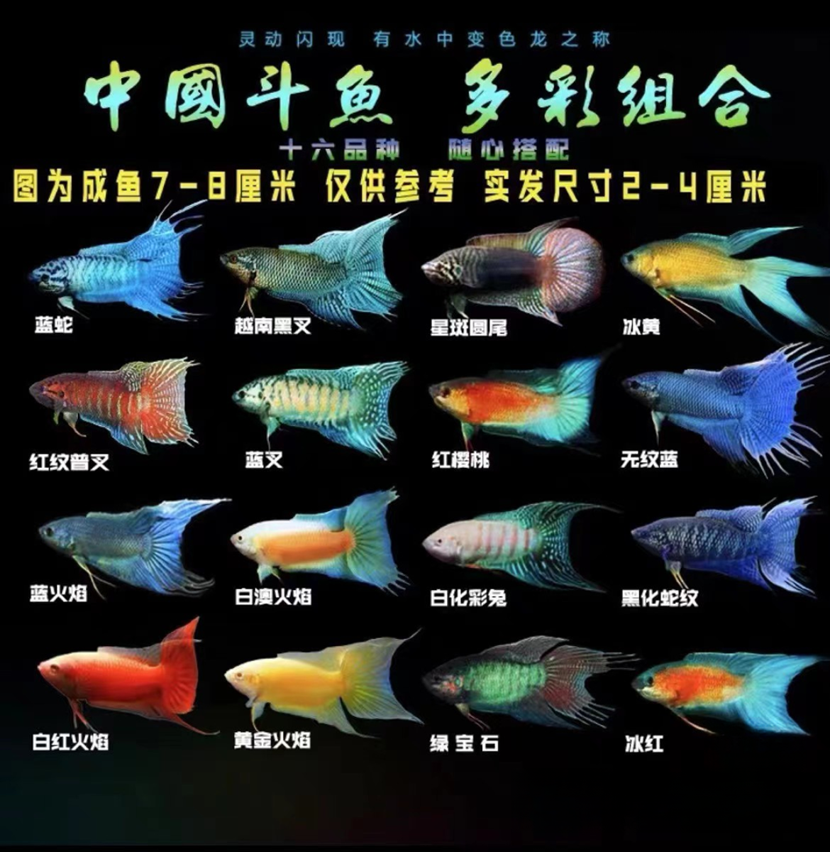 中国游龙斗鱼白化无纹蓝鱼蓝蛇巨普斗鱼冷水观赏鱼免打氧好养耐活