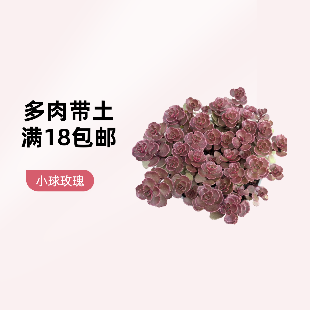 ［小球玫瑰］多肉植物 （满18包邮）带盆土发