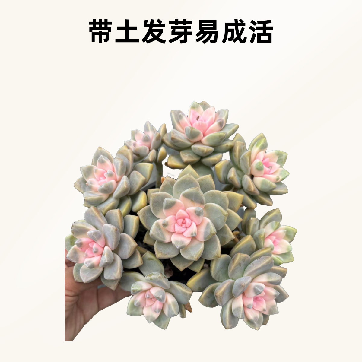 ［樱花锦 ］多肉植物（满18包邮）带盆土发