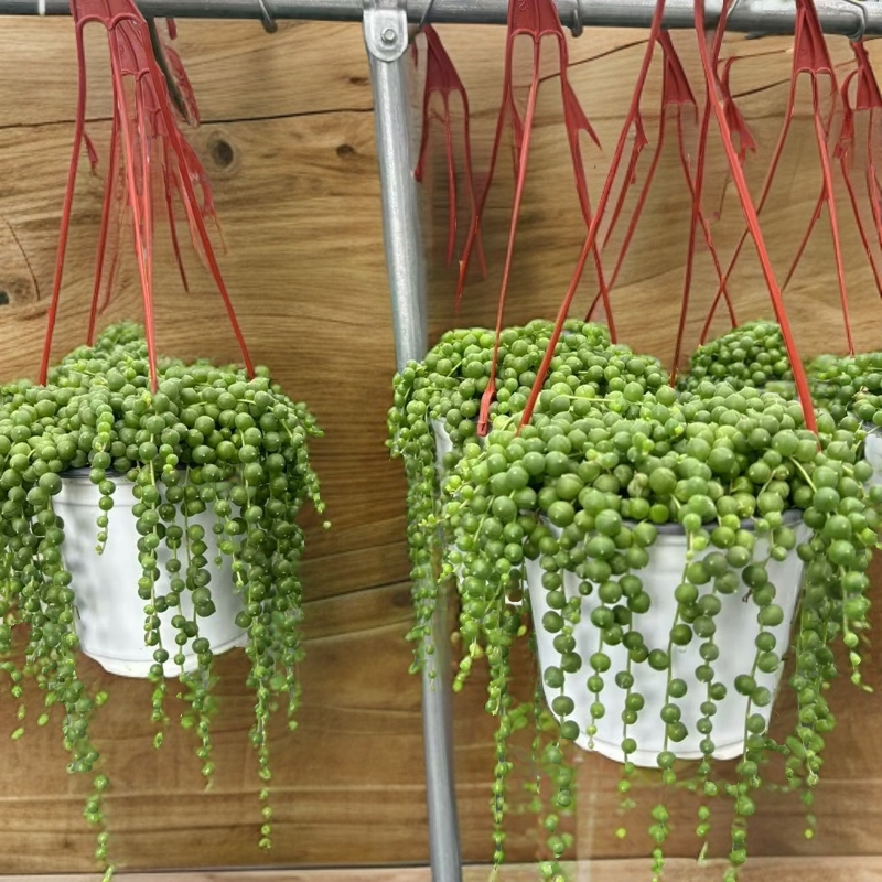 ［佛珠 ］多肉植物（满18包邮）带盆土发