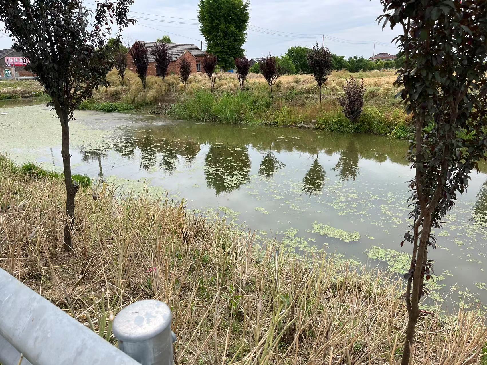 苏北农村野生长鱼鲫鱼