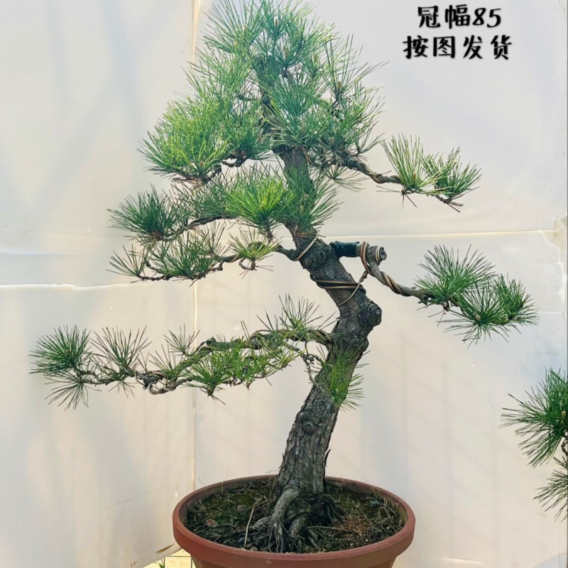 精品柏树盆景 手工造型盆景 济州真柏系鱼川高端盆景