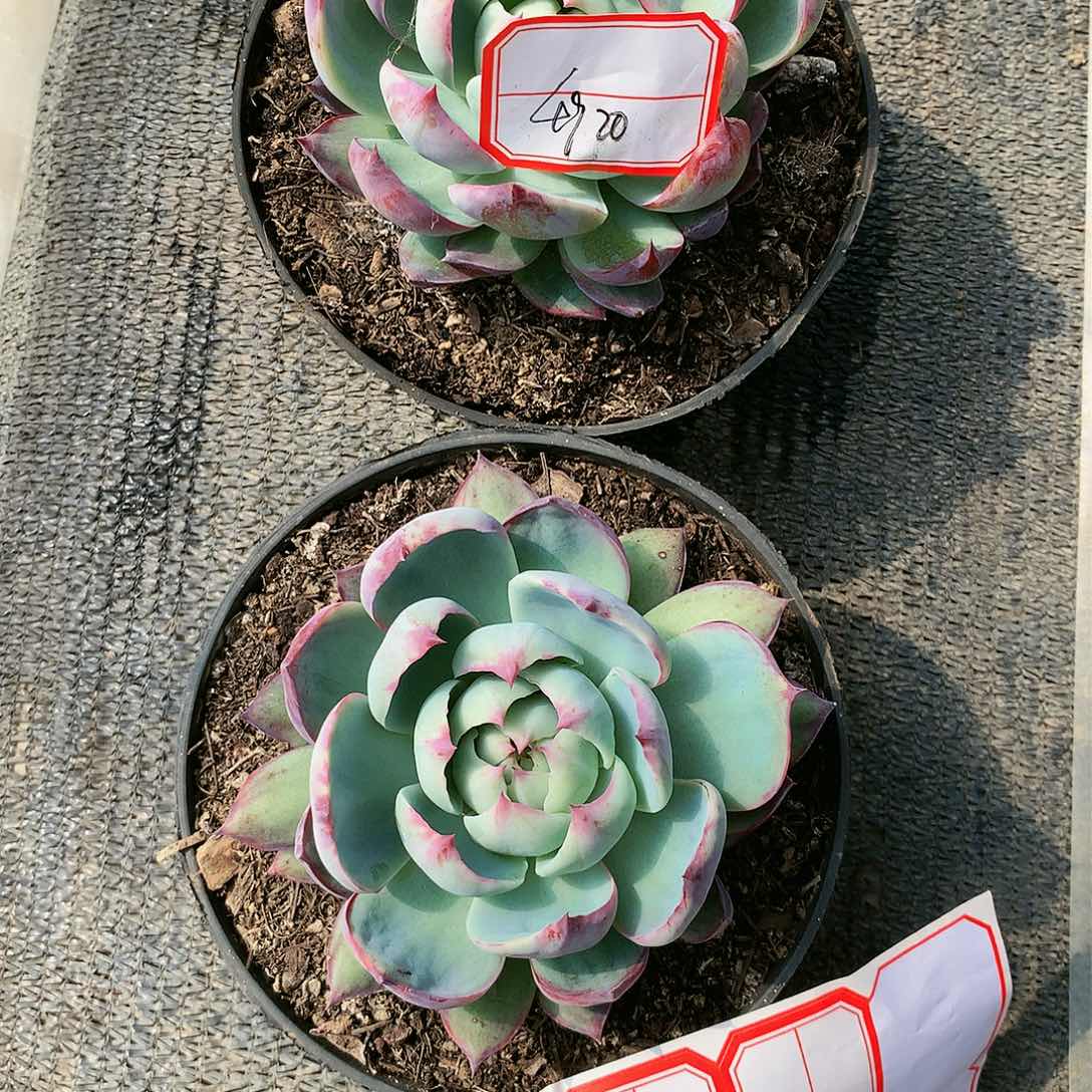 方4920 多肉植物