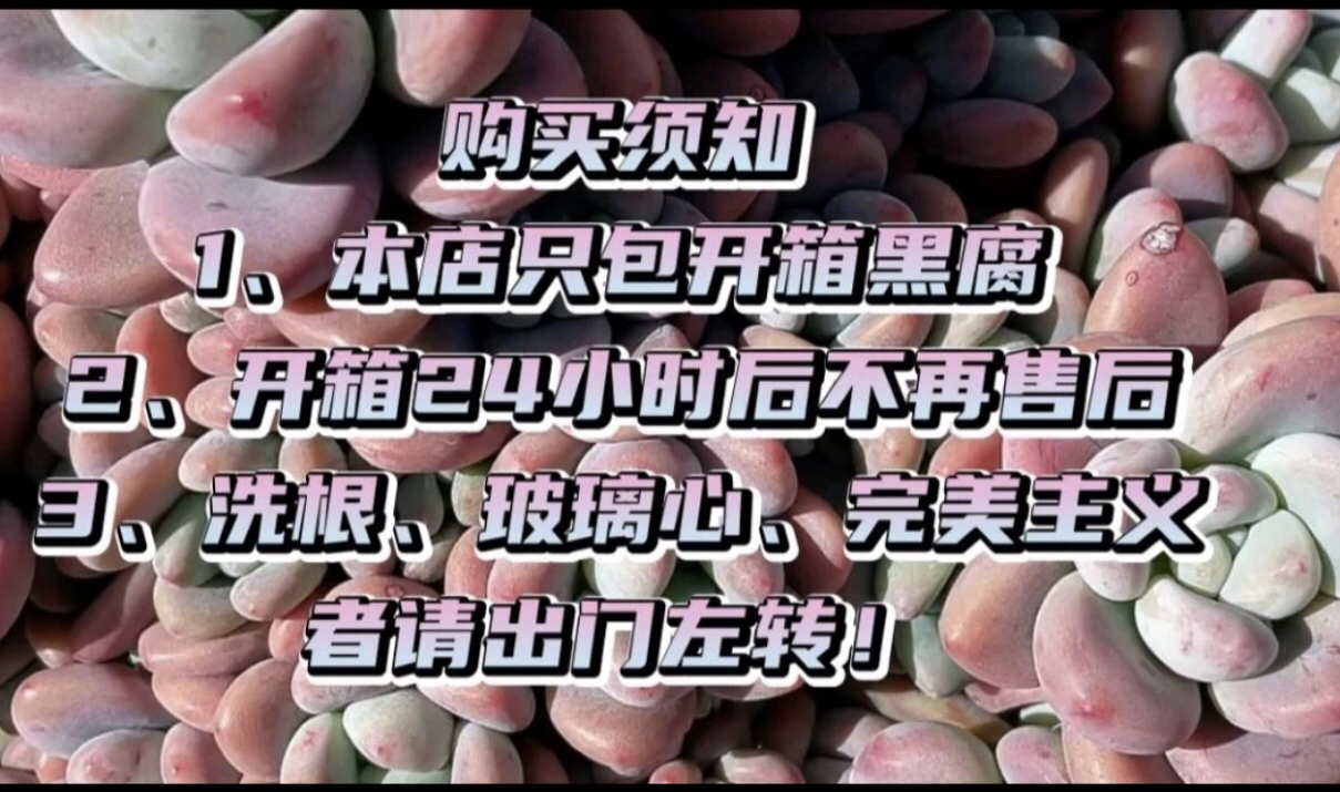 侧影沙沙多肉植物