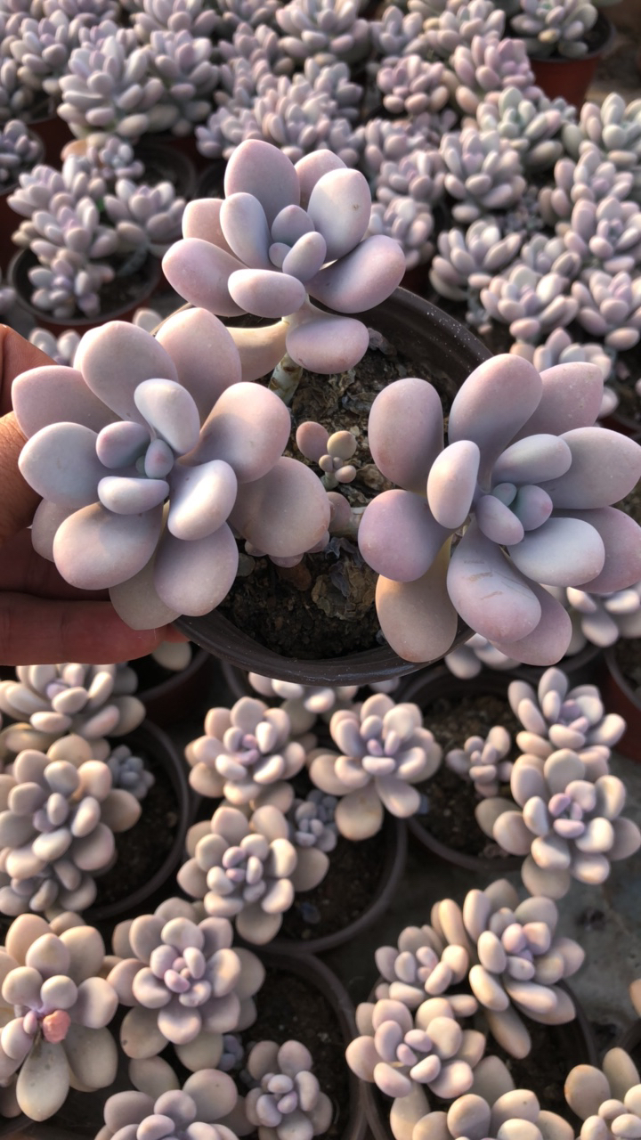 圆叶桃蛋多肉植物