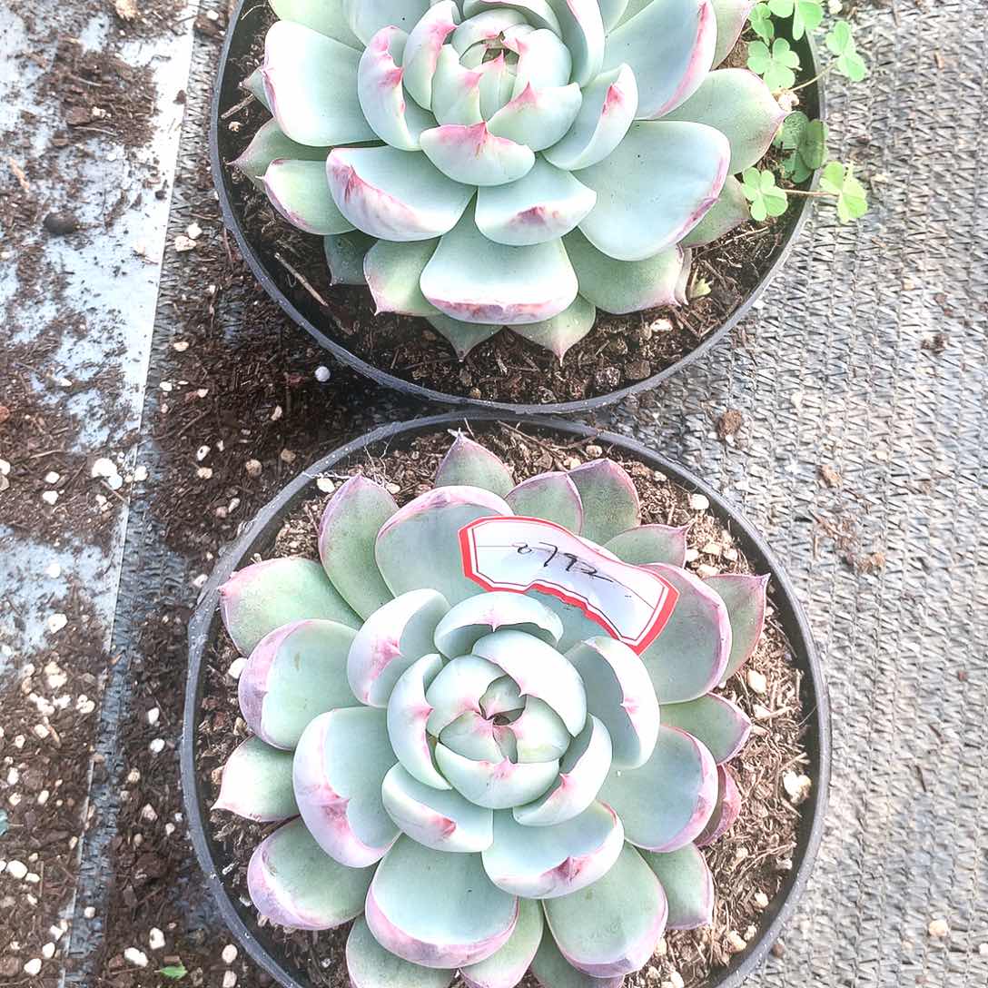 @***居8792 多肉植物