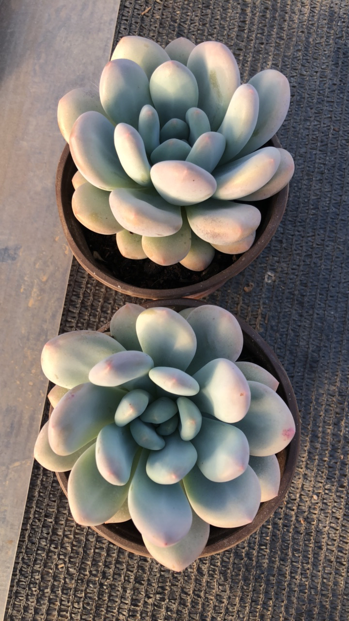 香水多肉植物两棵