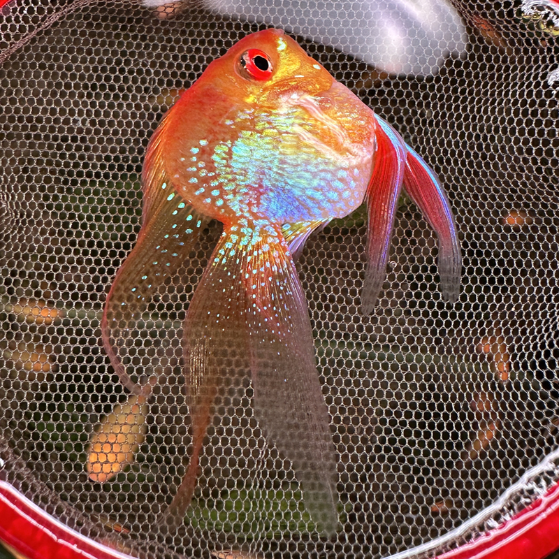 热带观赏鱼小型鱼金波子阿凡达荷兰凤凰草缸淡水群游短鲷活体鱼苗