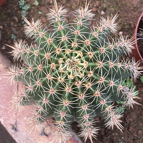 实生大胖子粗刺脱土发货