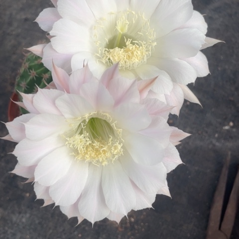 编号265摘花脱土发货