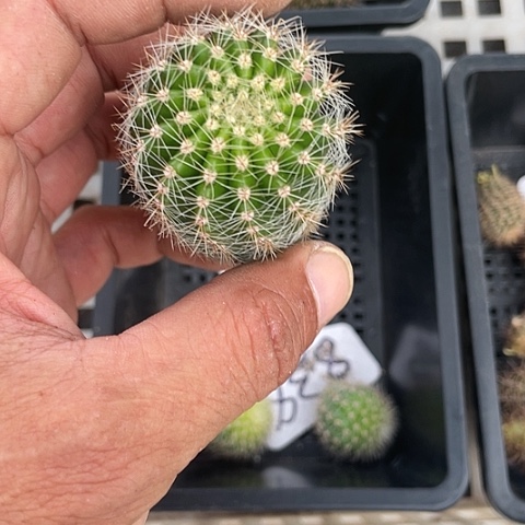 4**2嘟嘟宝838号侧牙发货