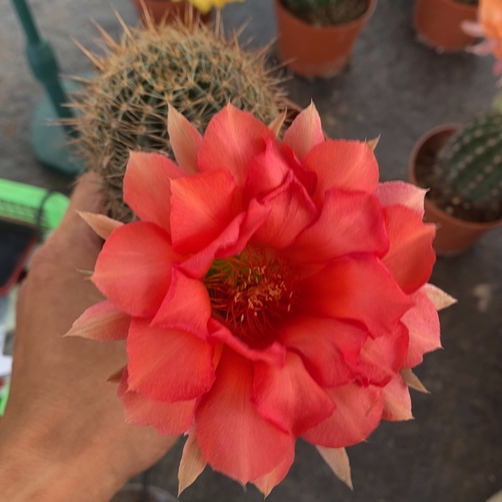 桔*编号B70摘花脱土发货